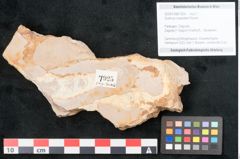Foto (Objekt + Etikett) von Quercus cuspidata Rossm. (NHMW-GEO-2024-0188-7925)